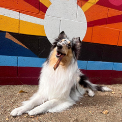 Cadet Bully Sticks for Dogs - Long-Lasting Dog Chews - All-Natural Premium Dog Treats Promotes Dental Health