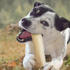 Cadet Premium Grade Beef Hide, Long-Lasting Rawhide Rolls, Single-Ingredient Dog Chews for Small Breeds