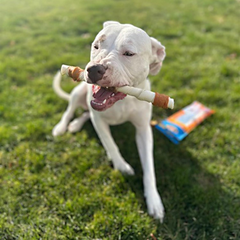 Cadet Gourmet Shish Kabob Dog Chews for Large Dogs, Rawhide Treats with Chicken and Sweet Potato, Healthy & Natural Beef Hide, 10-Inch Sticks