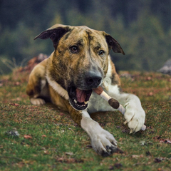 Cadet Gourmet Shish Kabob Dog Chews for Large Dogs, Rawhide Treats with Chicken and Sweet Potato, Healthy & Natural Beef Hide, 10-Inch Sticks