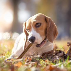 Cadet Bully Sticks for Small Dogs – All-Natural Beef Pizzle, High Protein, Low Fat, Long-Lasting, Grain & Rawhide-Free Dog Chews for Aggressive Chewers, Small