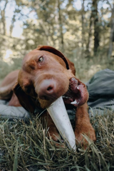 Cadet Stuffed Shin Bone - Highly Digestible, High Protein, Long-Lasting Dog Chew Bone for Aggressive Chewers, Supports Dental Health, - Peanut Butter Flavor