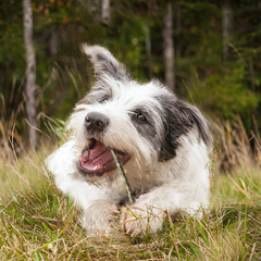 Cadet Premium Grade Rawhide for Dogs, Long-Lasting Munchy Sticks, Single-Ingredient Dog Chews, Peanut Butter Flavor, 5-Inch