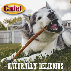 Cadet Bully Hide Sticks for Large Dogs, All-Natural Beef Pizzle, Limited-Ingredient Long-Lasting Dog Chews for Aggressive Chewers