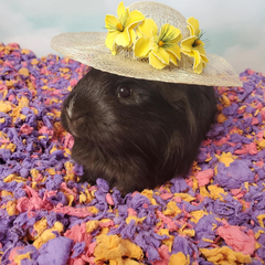 carefresh Dust-Free Beach Party Natural Paper Small Pet Bedding with Odor Control