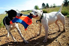 Canine Hardware Flying Squirrel