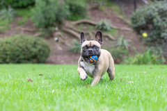 Chuckit! Dog Ultra Squeaker Dog Ball