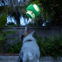 Chuckit! Kick Fetch Max Glow Ball, Glow in the Dark Dog Toy