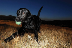 Chuckit! Max Glow Ball