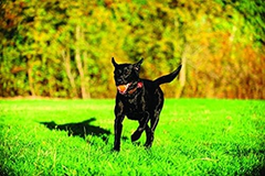 Chuckit! Dog Tennis Ball Dog Toy