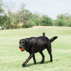 Chuckit! Dog Tennis Ball Dog Toy, for dogs 20-60 lbs, Pack of 4