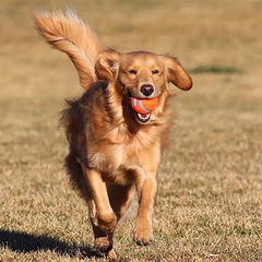 Chuckit! Dog Tennis Ball Dog Toy, for dogs 20-60 lbs, Pack of 4