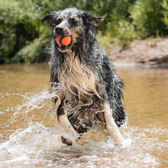 Chuckit! Ultra Ball Dog Toy - For Dogs 60-100 lbs - Made from Durable Rubber - Super Bouncy - Floats in Water - 3-inch Diameter - Pack of 1