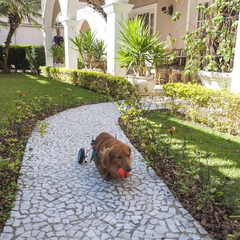 Chuckit! Ultra Balls - 2" Diameter