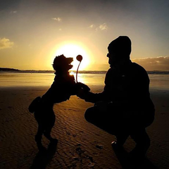 Chuckit! Dog Ball Launcher - Junior 18", Dog Fetch Ball Thrower, For Dogs 20-60 Pounds, Made in USA