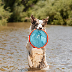 Chuckit! Paraflight Flying Disc Dog Toy - Water Floating Flyer - Durable Nylon Construction with Soft Rubber Edges - For Medium and Large Dogs