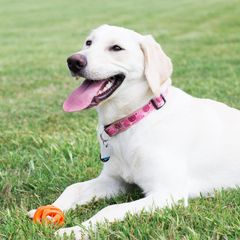 Chuckit! Air Fetch Ball Dog Toy - For Dogs 60-100 lbs - Bouncy and Durable - Hollow Design