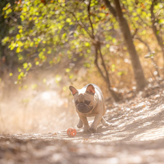 Chuckit! Air Fetch Ball Dog Toy, for dogs 0-20 lbs, Pack of 2