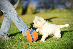 Chuckit! Petmate 251101 Kick Fetch Ball 1EA
