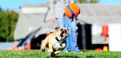 Chuckit! Petmate 251101 Kick Fetch Ball 1EA
