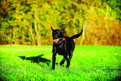 Chuckit! Dog Tennis Ball Dog Toy, for dogs 20-60 lbs, Pack of 2