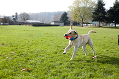 ChuckIt! Tumble Bumper Dog Toy