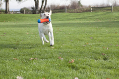 ChuckIt! Tumble Bumper Dog Toy