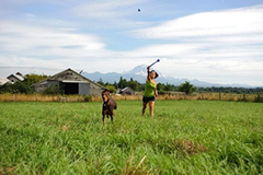 Chuckit! The Whistler Ball Dog Toy, for Dogs 0-20 lbs, Pack of 2