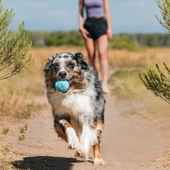 Chuckit! The Whistler Ball Dog Toy, for Dogs 20-60 lbs