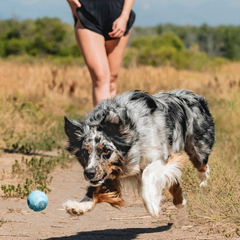 Chuckit! The Whistler Ball Dog Toy, for Dogs 20-60 lbs