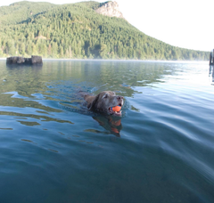 Chuckit! Ultra Ball Dog Toy - For Dogs 100+ lbs - Made from Durable Rubber - Super Bouncy - Floats in Water