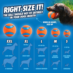 Chuckit! Ultra Ball Dog Toy, Pack of 1, for breeds 20-60 lbs