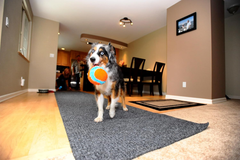 Chuckit! Indoor Fetch Ball Dog Toy for Dogs - Interactive Dog Toys for Boredom, 4.75 Inch, Orange and Blue