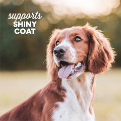 Cloud Star Dynamo Dog Skin & Coat Soft Chews Grain Free Dog Treats, Salmon