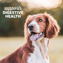 Cloud Star Dynamo Dog Tummy Treats – Soft & Chewy Probiotics Support for Dogs