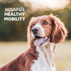 Cloud Star Dynamo Dog Soft Chews Hip & Joint Grain Free Dog Treats, Bacon & Cheese