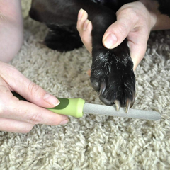 Coastal Pet Safari Dog Diamond Nail File - Diamond Finish for Smooth Nails - Removes Burs from Outdoor & Indoor Dogs