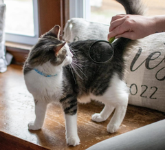 Coastal Pet Stainless Steel Safari Cat Shedding Blade - Cat Hair Removal Brush - Pet Grooming Tool to Prevent Hairballs