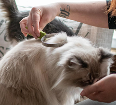 Coastal Pet Stainless Steel Safari Cat Shedding Blade - Cat Hair Removal Brush - Pet Grooming Tool to Prevent Hairballs