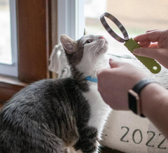 Coastal Pet Stainless Steel Safari Cat Shedding Blade - Cat Hair Removal Brush - Pet Grooming Tool to Prevent Hairballs