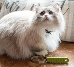 Coastal Pet Stainless Steel Safari Cat Shedding Blade - Cat Hair Removal Brush - Pet Grooming Tool to Prevent Hairballs