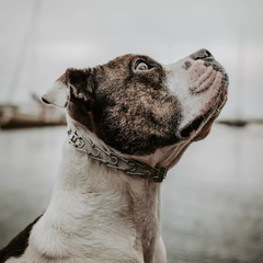 Herm Sprenger Ultra-Plus Prong Dog Training Collar with Latch