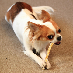 Fieldcrest Farms Nothing to Hide Natural Rawhide Alternative Small Twist Stix for Dogs - (10 Sticks) All Natural Easily Digestible Chews for All Breed Dogs - Great for Dental Health