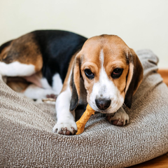 Fieldcrest Farms Nothin' to Hide 3 inch Ultra Knotted Bone Treats - Natural Rawhide Alternative Treats for Dogs, Collagen Based Snack for Heavy Chewers up to 15lbs - Beef Flavor