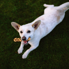 Nothin' to Hide Collagen-Based Dog Chews Large Braided Stix, Beef Flavor, Easily Digestible, Supports Skin, Coat, Joints & Muscles, for Moderate Chewers Under 50lbs