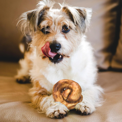 Nothin' to Hide Collagen-Based Dog Chews Medium Pretzel, Beef Flavor, Easily Digestible, Supports Skin, Coat, Joints & Muscles, for Moderate Chewers Under 15lbs