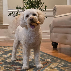 Nothin' to Hide Collagen-Based Dog Chews Medium Pretzel, Beef Flavor, Easily Digestible, Supports Skin, Coat, Joints & Muscles, for Moderate Chewers Under 15lbs