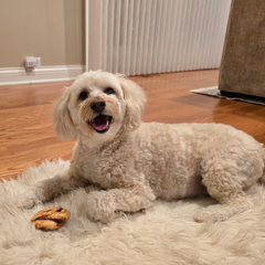 Nothin' to Hide Collagen-Based Dog Chews Medium Pretzel, Beef Flavor, Easily Digestible, Supports Skin, Coat, Joints & Muscles, for Moderate Chewers Under 15lbs