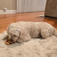 Nothin' to Hide Collagen-Based Dog Chews Medium Pretzel, Beef Flavor, Easily Digestible, Supports Skin, Coat, Joints & Muscles, for Moderate Chewers Under 15lbs