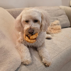 Nothin' to Hide Collagen-Based Dog Chews Medium Pretzel, Beef Flavor, Easily Digestible, Supports Skin, Coat, Joints & Muscles, for Moderate Chewers Under 15lbs